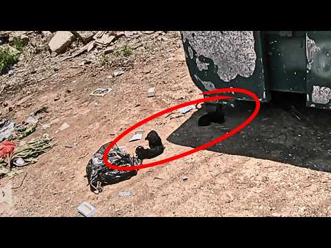 Видео: Под палящим солнцем рядом с мусором лежат четыре умирающих щенка. Я не могу просто уехать…