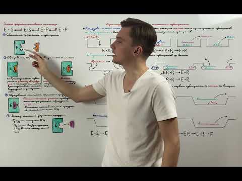 Видео: Этапы ферментативного катализа. Взаимодействие ферментов с несколькими субстратами