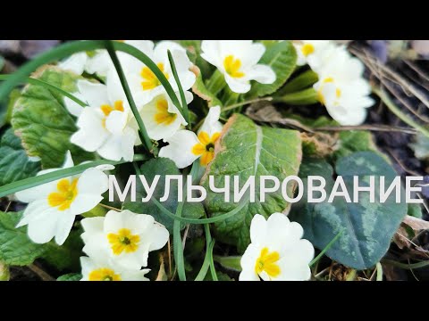 Видео: Весенние работы в саду. Цветники.