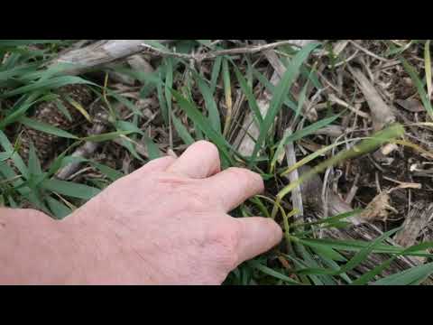 Видео: 100500 раз о норме высева пшеницы. No-till 29.11.2024