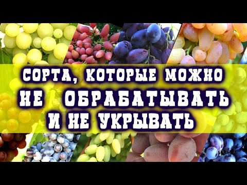 Видео: НЕ УКРЫВАЕМ И НЕ ОБРАБАТЫВАЕМ ЭТИ СОРТА ВИНОГРАДА