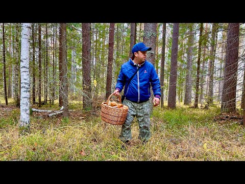 Видео: ГРИБНИК НАШЁЛ ГРИБНОЕ МЕСТО! Белые грибы разных видов! Грибы