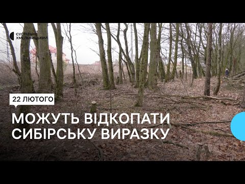 Видео: В Лісових Гринівцях власники земельних ділянок біля лісу почали вирубувати дерева