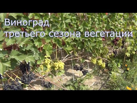 Видео: Винограду в Подмосковье третий год!  Отличный урожай!