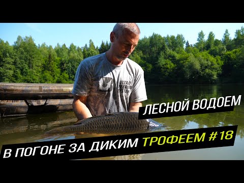 Видео: Ловля карпа в жару / Карпфишинг на диком водоеме / В погоне за диким трофеем #18.