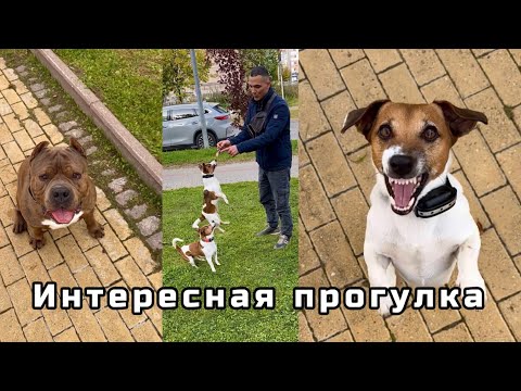 Видео: Интересная прогулка с собаками Джек Рассел терьры и Американский Булли