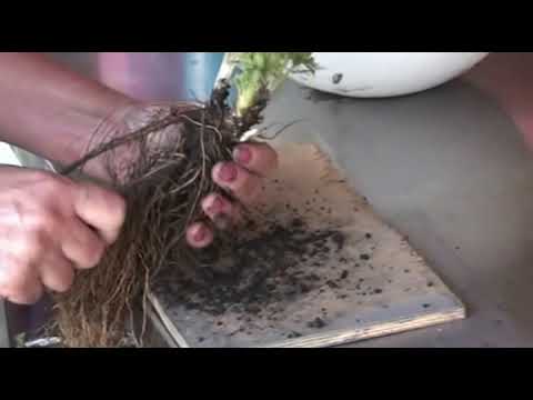 Видео: Деление и посадка дельфиниумов