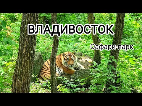 Видео: ВЛАДИВОСТОК, часть 10-я: Приморский Сафари-парк, тигры, леопарды, пельмени и Бурачка (20.06.2023г.)