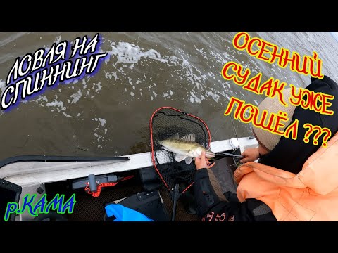 Видео: Ловля СУДАКА ОСЕНЬЮ. ДЖИГ. ЛАЙВСКОП.