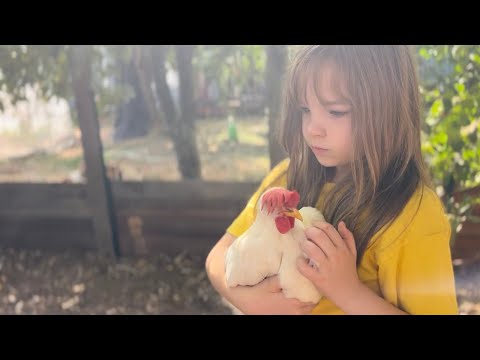 Видео: Сентябрь☀️кормим курочек яблоками👍