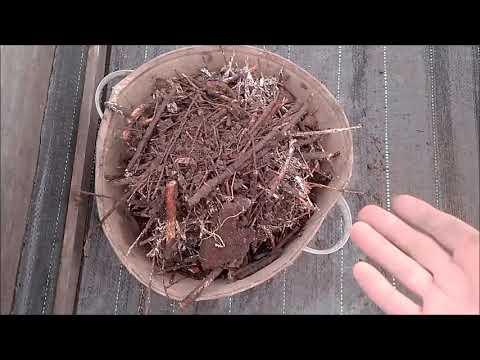 Видео: Копаем огород, обрезаем лозы у винограда