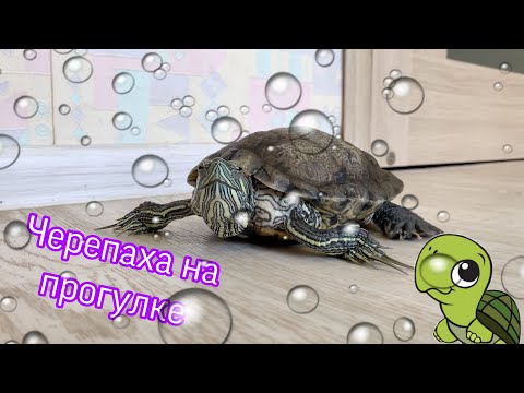 Видео: Черепаха гуляет по квартире. Уход и содержание красноухих черепах. Здоровье