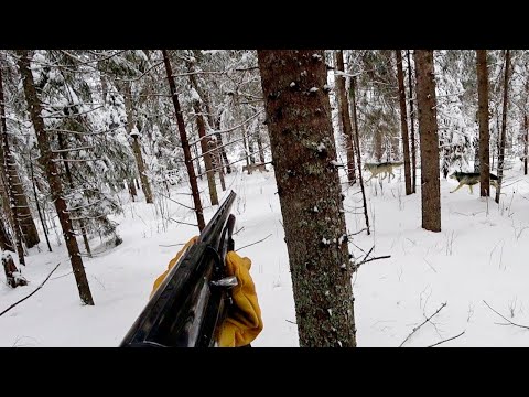 Видео: ОХОТА НА ВОЛКОВ! ЗВЕРЬ ВЫШЕЛ ПРЯМО НА ОХОТНИКА. wolf hunting.