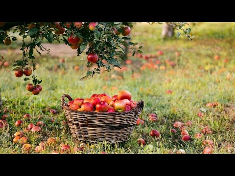 Видео: Свято для Гусені