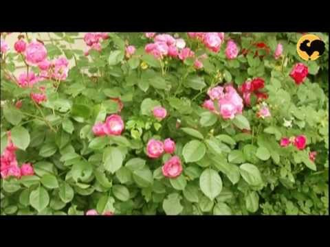 Видео: Белые и Красные Розы Серия 24