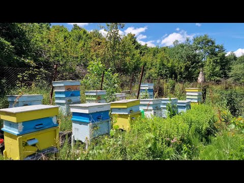 Видео: Вадене на мед за 2024 на живо! Присъединете се към нашето сладко приключение! @kofasmed