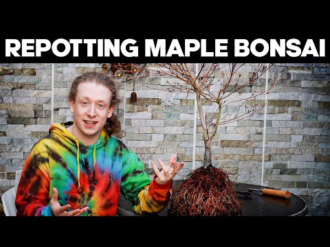 Видео: Пересадка бонсай японского клена 🍁 Осакадзуки