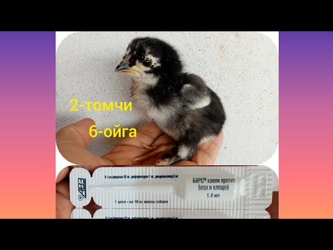Видео: Кишда товук курк буладими 6 ойгача прафилактика фойдали малумотлар