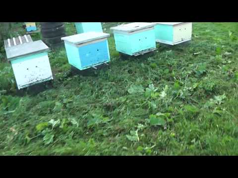 Видео: метод Цебро. Я боюсь одной рекомендации