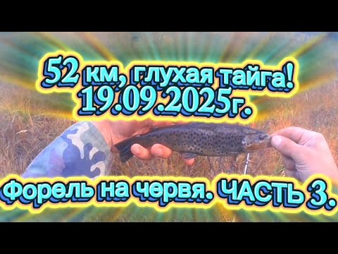 Видео: ФОРЕЛЬ НА ЧЕРВЯ! 52 КМ.ГЛУХАЯ ТАЙГА.ЧАСТЬ 3. #рыбалка #форель #recommended #rek #fishing