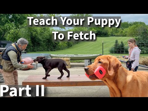 Видео: Научите щенка приносить. Часть вторая | Дрессировка щенка лабрадора-ретривера