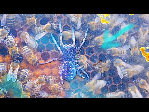 Видео: ПРОЗРАЧНЫЙ УЛЕЙ, ЛУЧШЕЕ 2ч: АТАКА ГИГАНТСКОГО ПАУКА