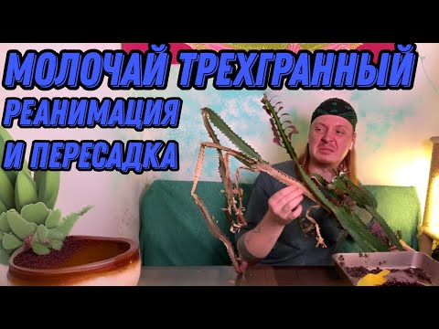 Видео: Молочай трехгранный .Реанимация, уход и пересадка.