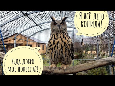 Видео: Наводим суету у сов - готовимся к зиме. У совы Кофи будет крутецкая песочница! Жаба Наська ждёт снег