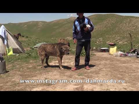 Видео: Аборигенные САО Таджикистана - саги дахмарда из Дангары