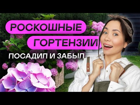 Видео: 🌺МЕТЕЛЬЧАТАЯ ГОРТЕНЗИЯ: сорта которые не развалятся (сгруппировали по высоте)