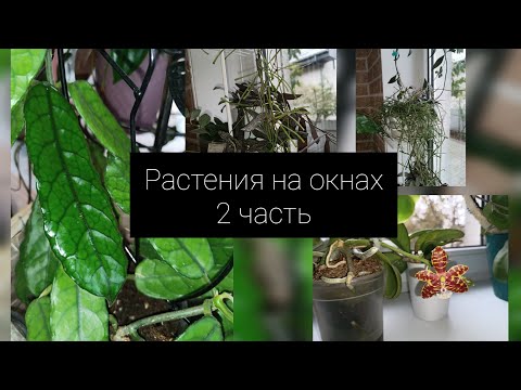 Видео: растения на окнах 🏠2 часть