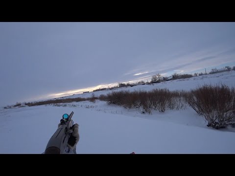 Видео: Охота тем же составом.