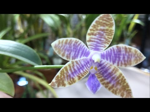 Видео: Видовые фаленопсисы. Lueddemanniana coerulea, manii black, stuartiana. Победа над 1.7