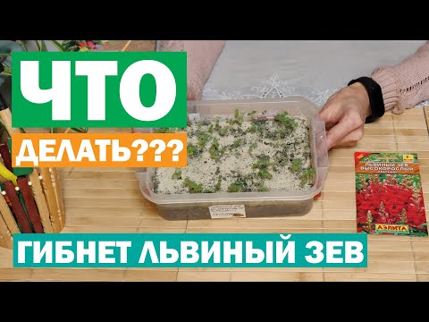Видео: Почему погиб львиный зев?