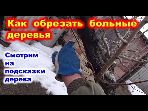 Видео: Как обрезать больные деревья