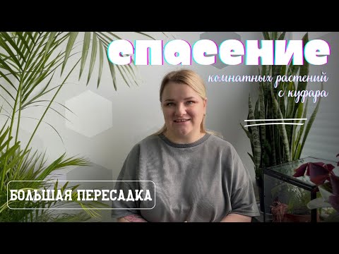 Видео: Бесплатные растения с куфара 🪴Спасение и большая пересадка 👩‍🌾