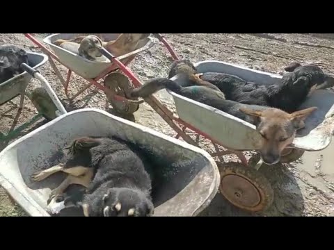 Видео: Собаки умирают...Dogs are dying...