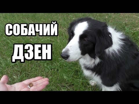 Видео: ОЧЕНЬ ВАЖНО! Тренируем собачий ДЗЕН Основа для команды "ФУ" без насилия! Дрессировка собак