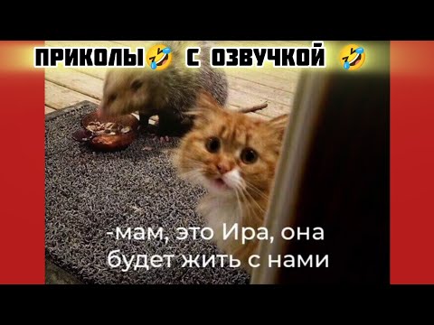 Видео: с нами? смотри смешные картинки мемы котики приколы с озвучкой 🤣