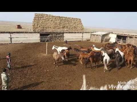 Видео: Жылкы устау, Сырдын бойы