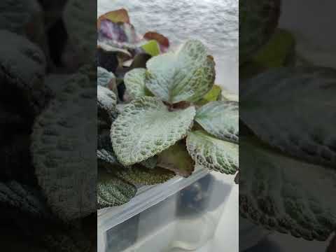 Видео: ЭПИСЦИИ. Обновление, черенкование , полив🙂☘️🌺🌸🌿#комнатныерастения #эписции #растения #цветы #посадка