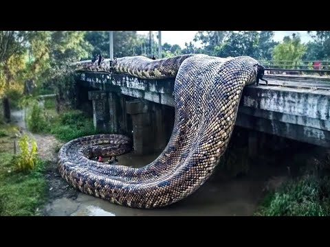 Видео: Жутко, Но Реально! Если Бы Это Не Сняли На Камеру, Никто Бы Не Поверил