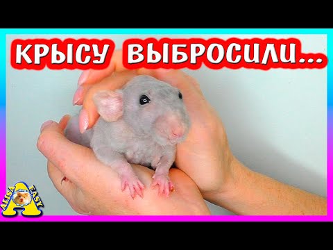 Видео: Спасение лысой Крысы / Её бросили как старую вещь / новый питомец /  Alisa Easy Pets