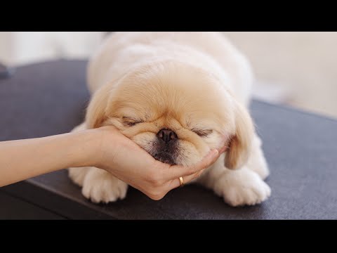 Видео: Почему это так тяжело?