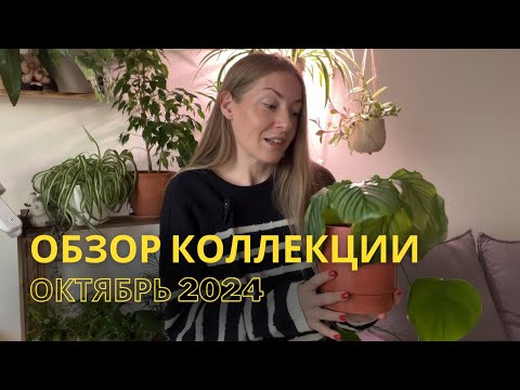 Видео: ОБЗОР КОЛЛЕКЦИИ РАСТЕНИЙ🌿 60+ ВИДОВ