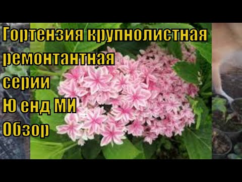 Видео: Гортензия крупнолистная ремонтантная серия You and me Обзор.