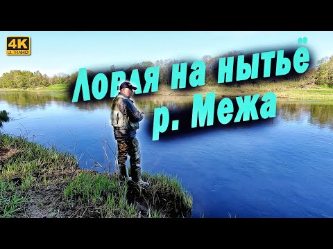 Видео: Ловля на нытьё. Река Межа - Тверская область