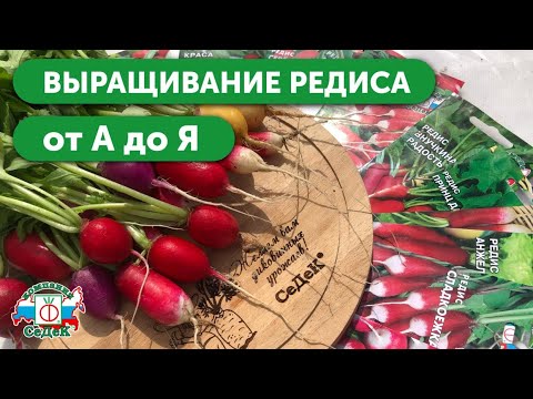 Видео: КАК ВЫРАЩИВАТЬ РЕДИС - Сорта редиса и секреты прекрасного урожая | РОЗЫГРЫШ – ПОДРОБНОСТИ В ОПИСАНИИ