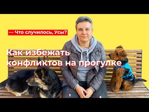 Видео: Что случилось, Усы? Как избежать конфликтов на прогулке с собакой?