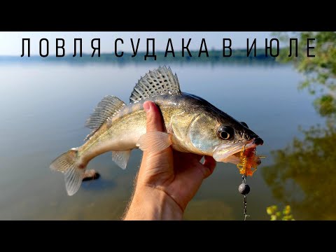 Видео: Ловля СУДАКА в Июле. Джиговая проводка на судака